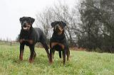 ROTTWEILER 640